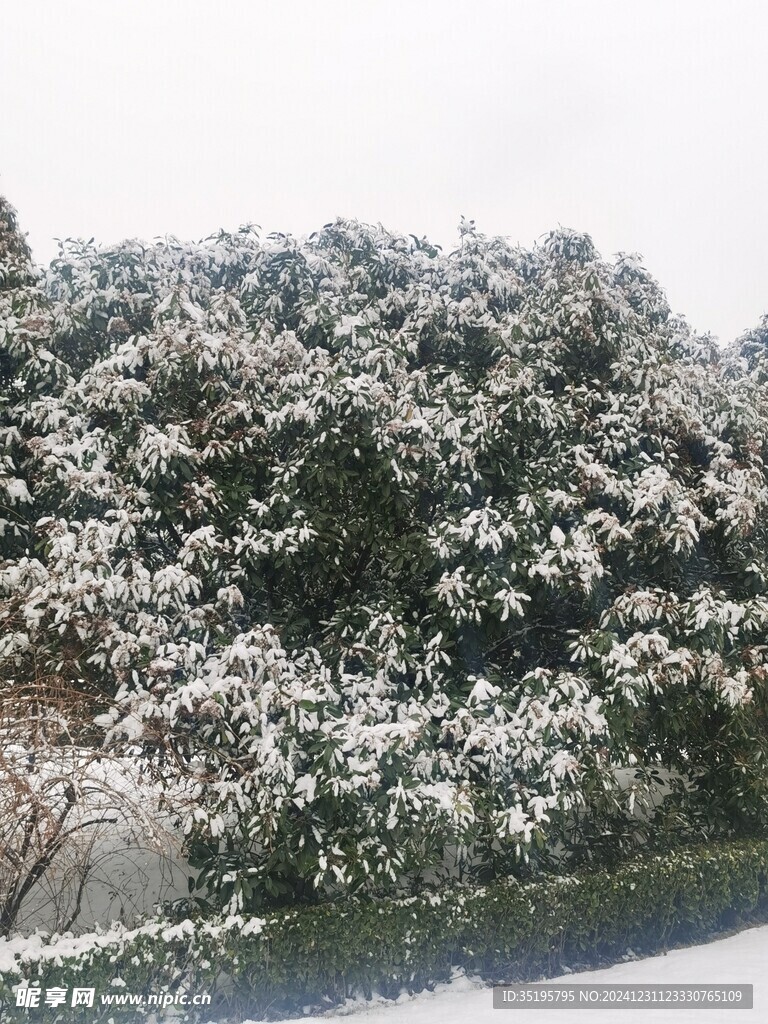 雪景