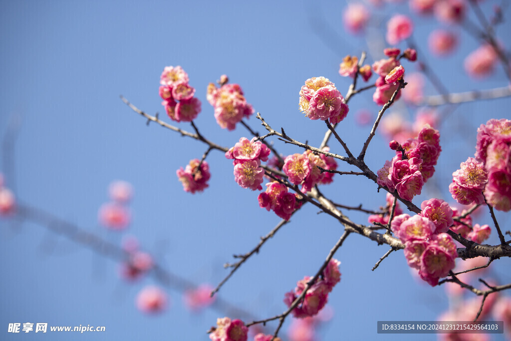 梅花