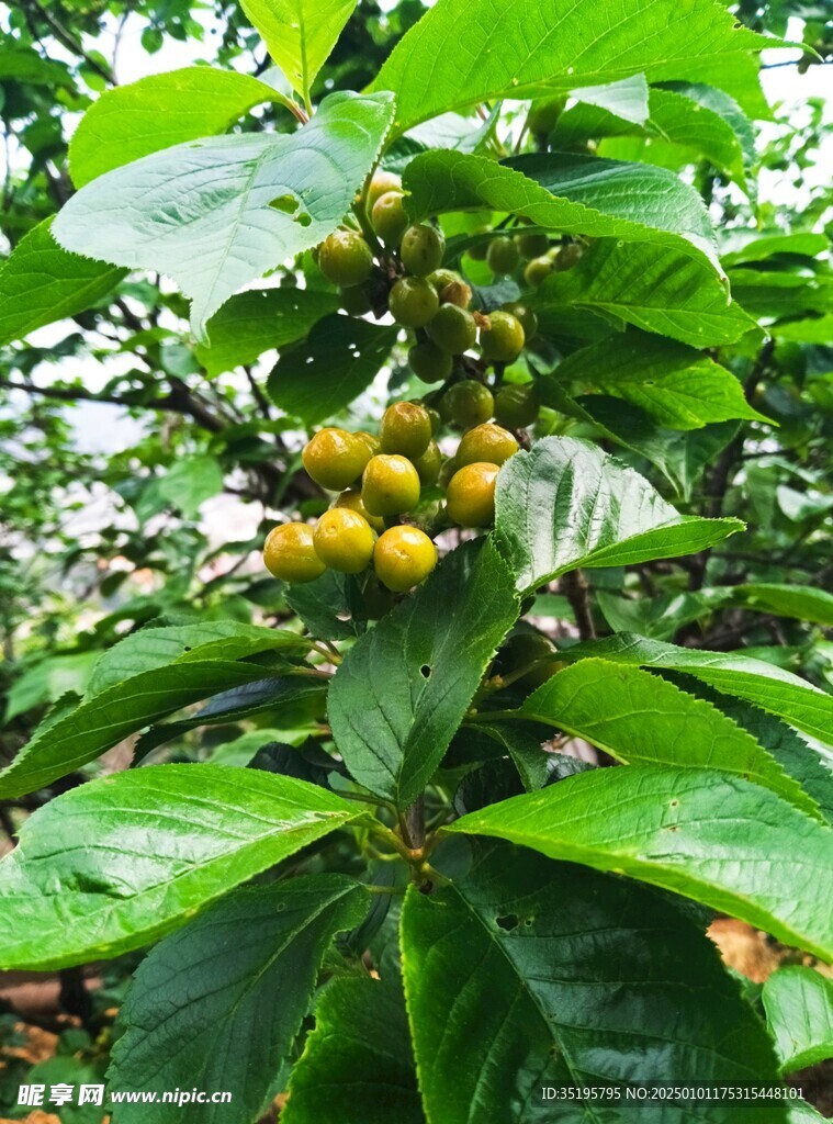 樱桃