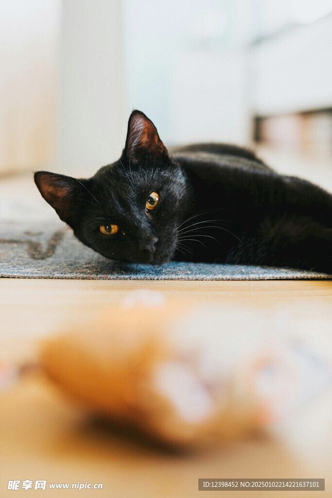 猫咪