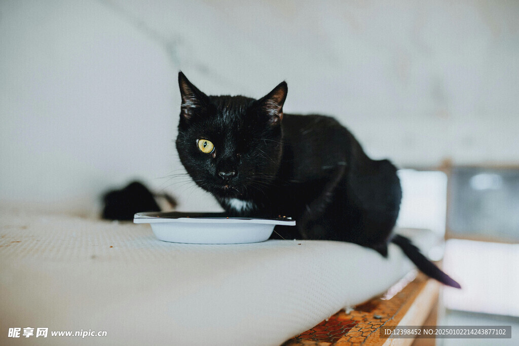 猫咪