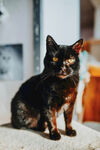 猫咪