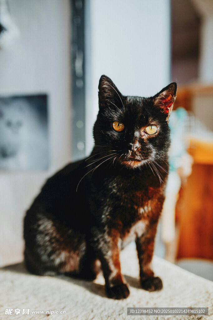 猫咪