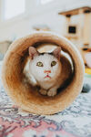 猫咪