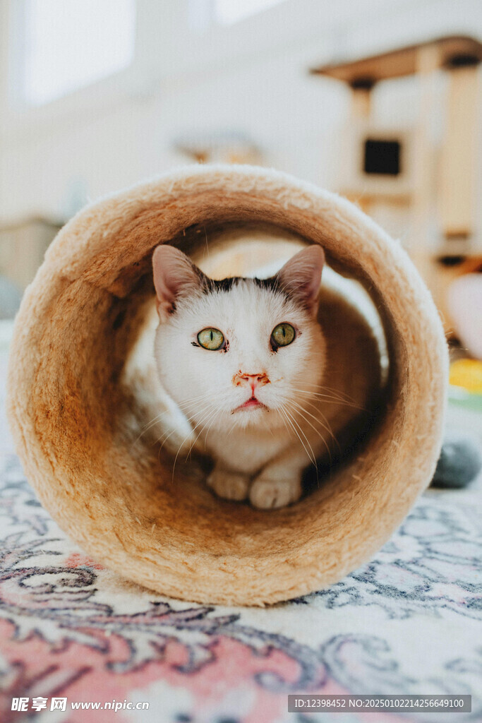 猫咪
