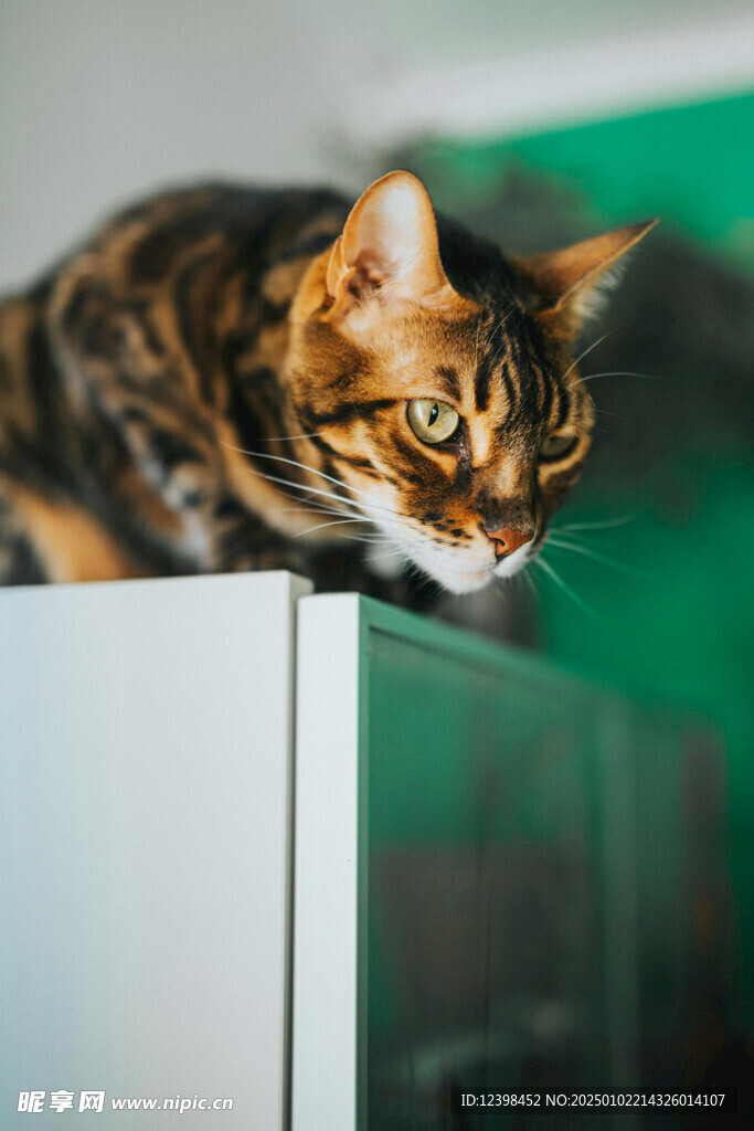 猫咪