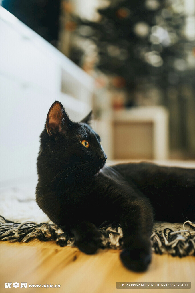 猫咪