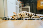 猫咪