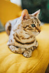 猫咪