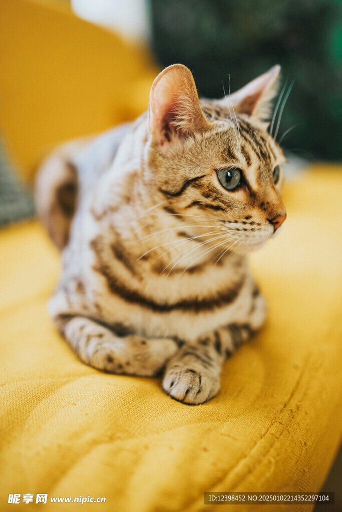 猫咪