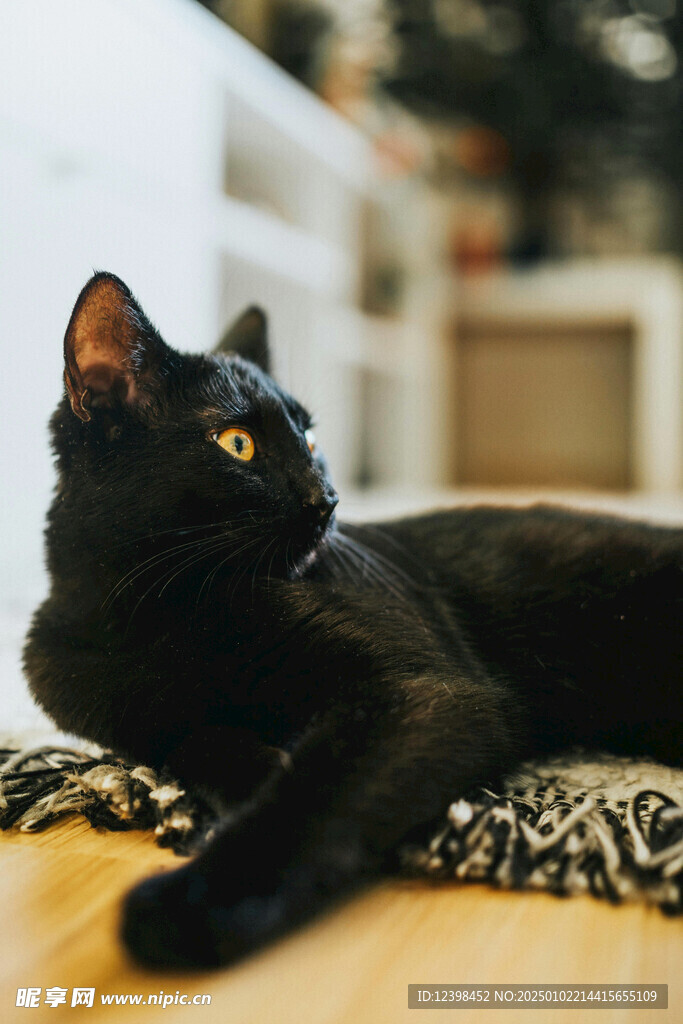 猫咪