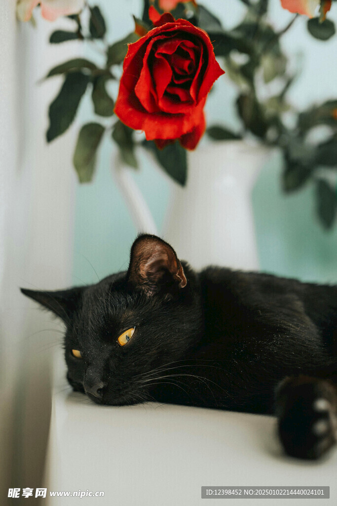 猫咪