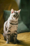 猫咪