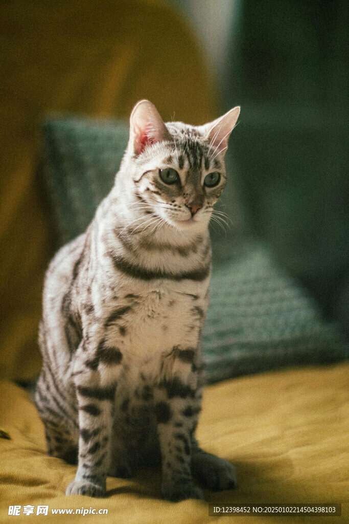 猫咪