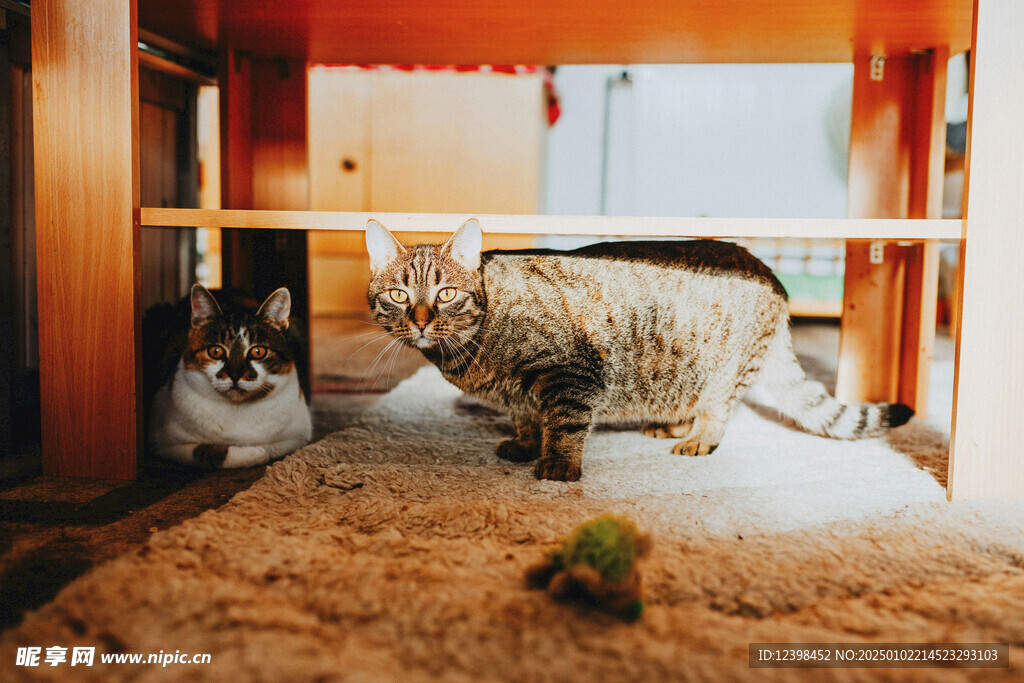 猫咪
