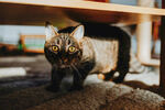 猫咪