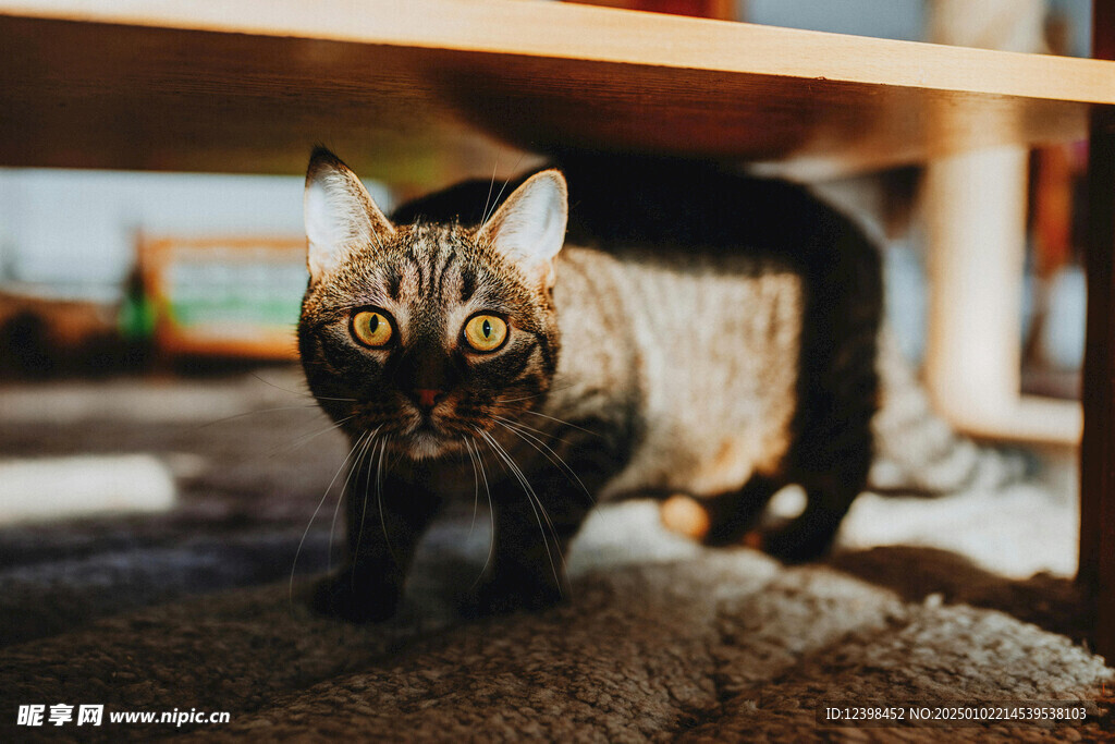 猫咪