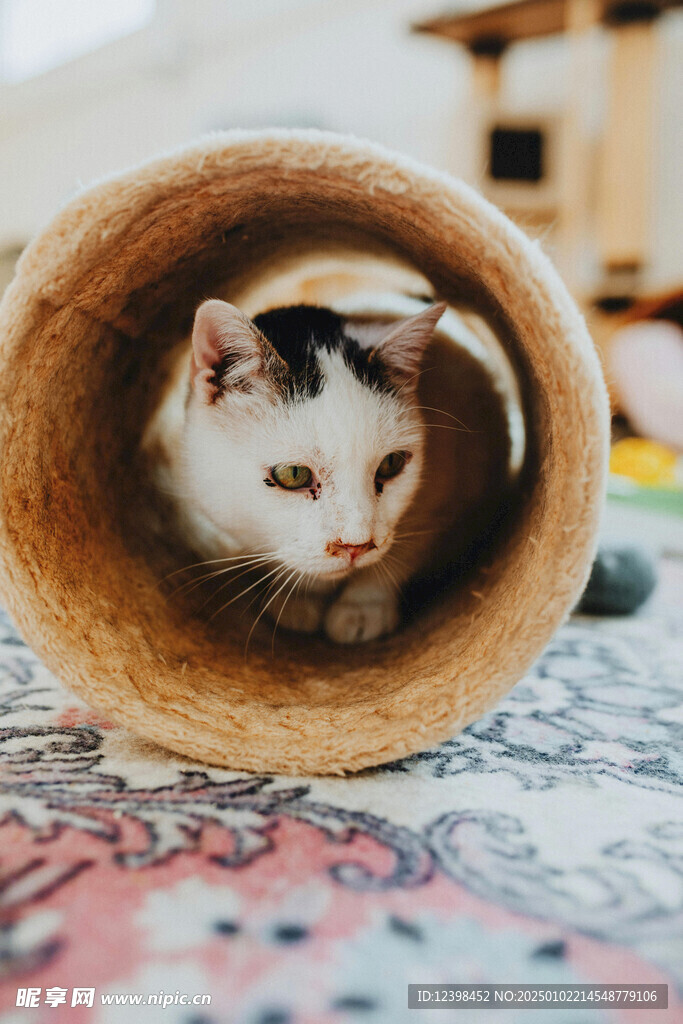 猫咪