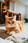猫咪