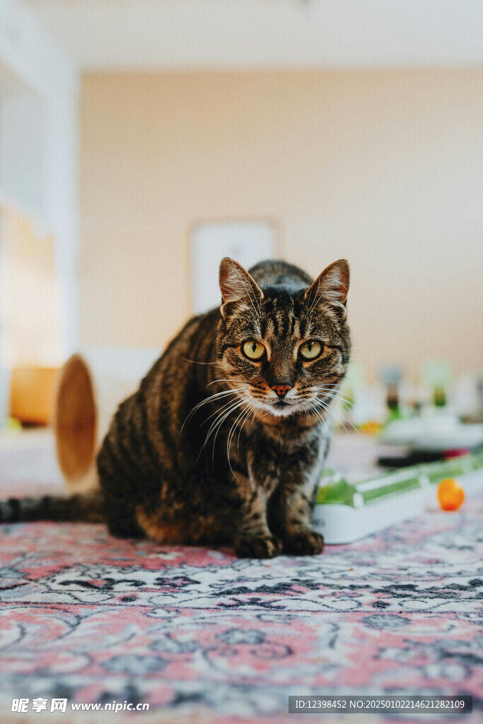 猫咪