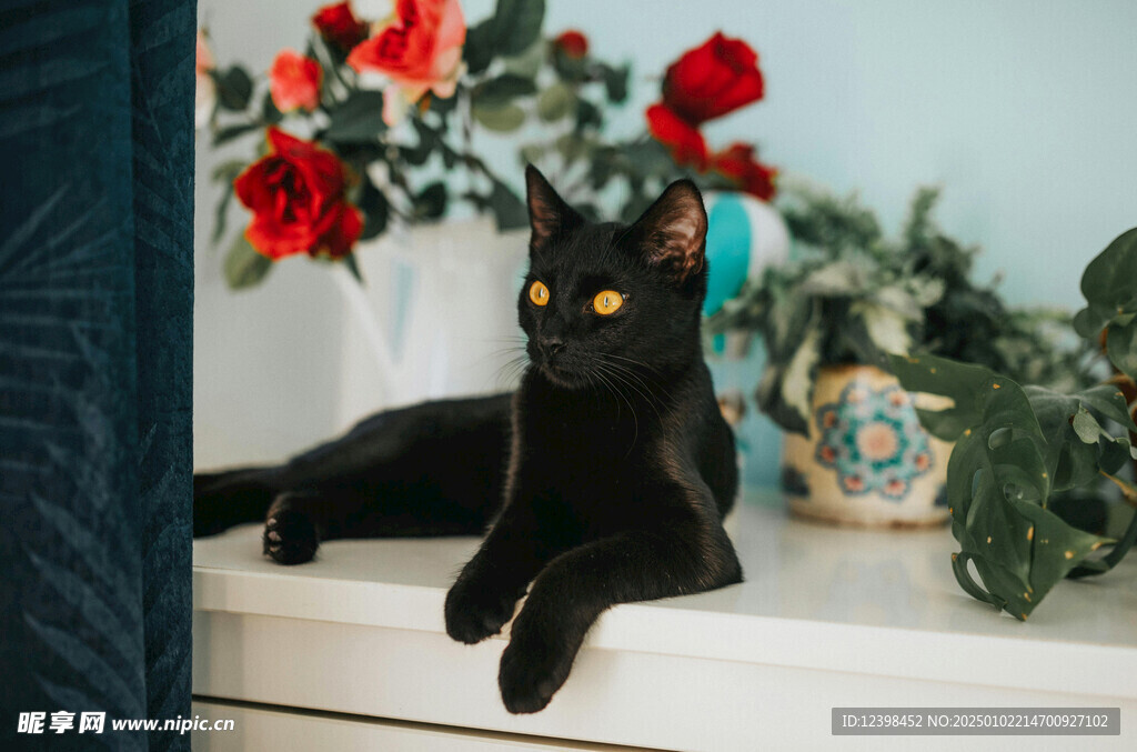 猫咪