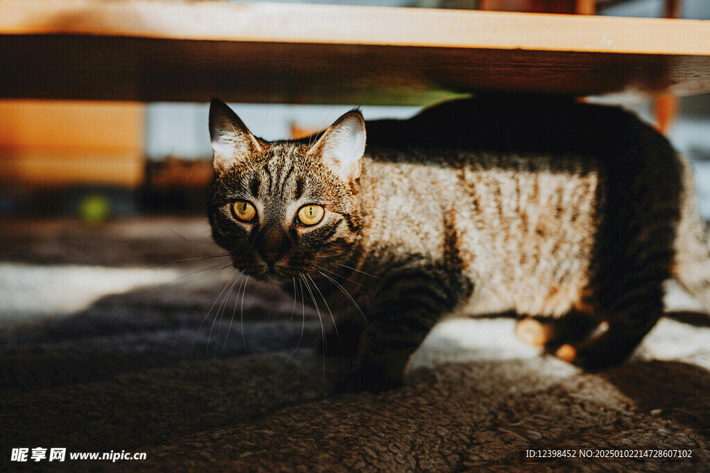 猫咪