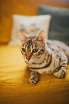 猫咪