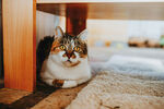 猫咪