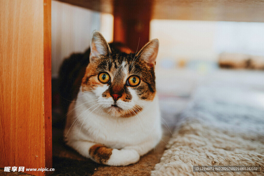 猫咪