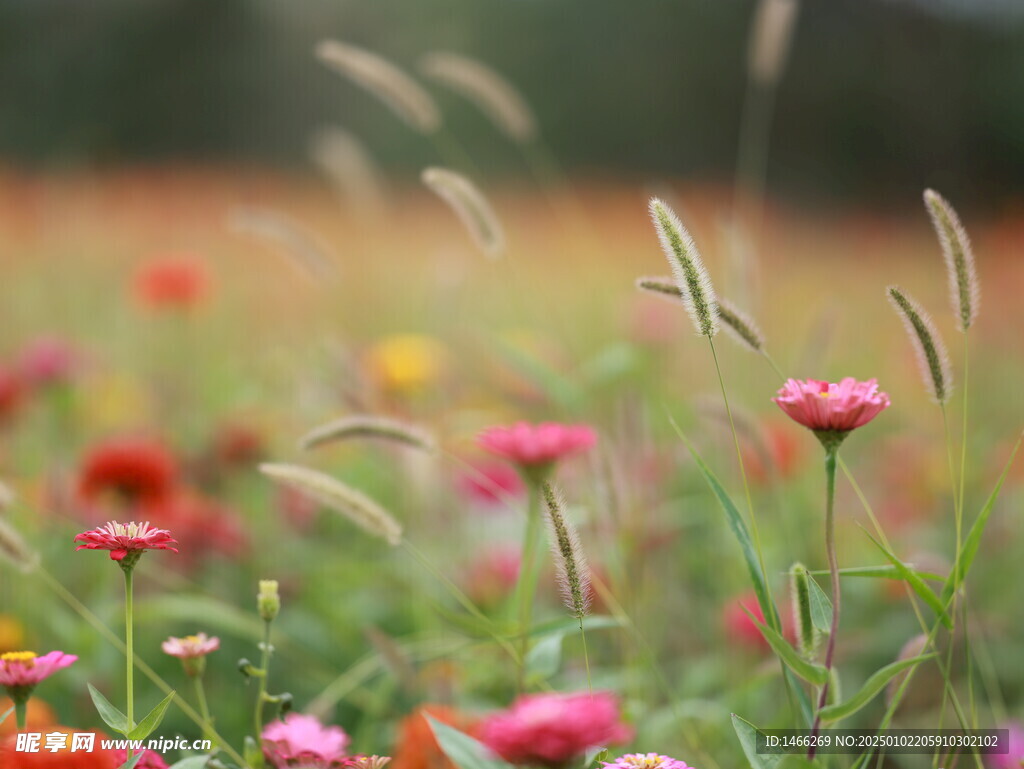 花背景