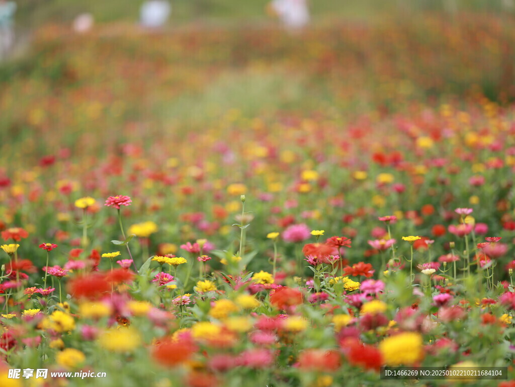 花背景