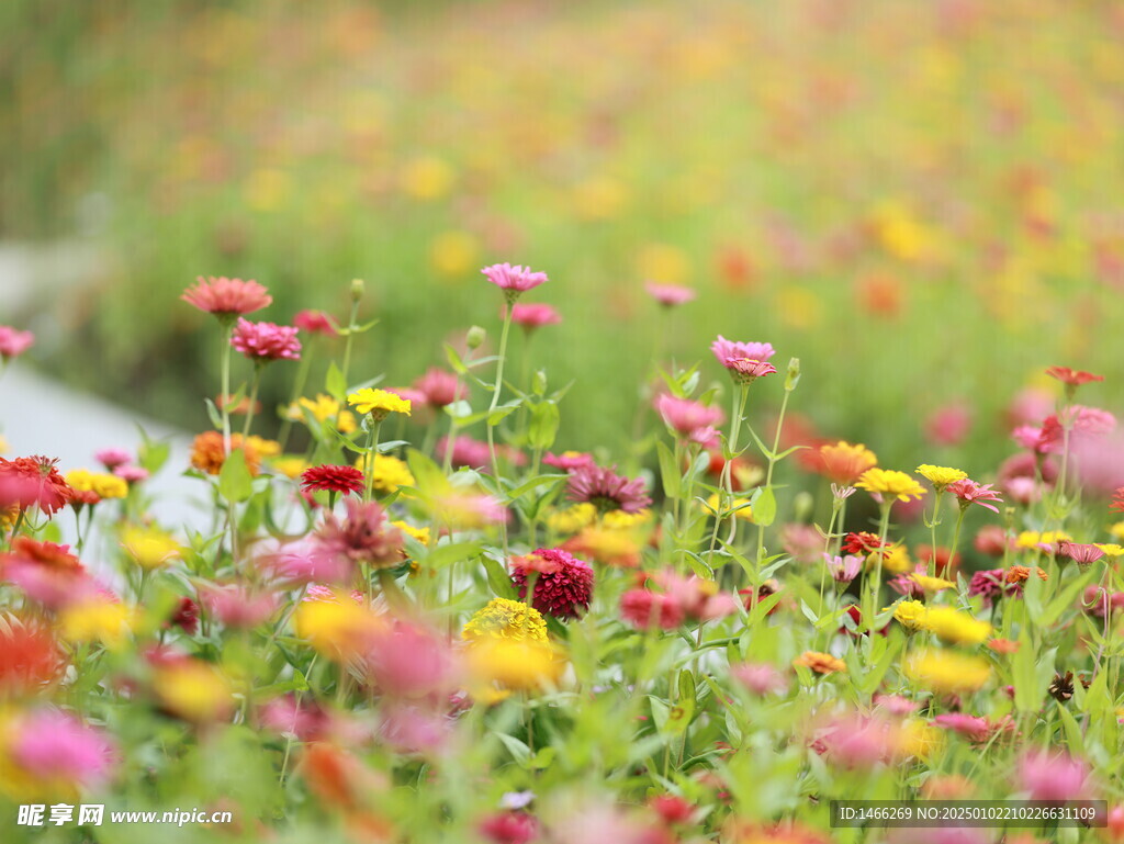 花背景