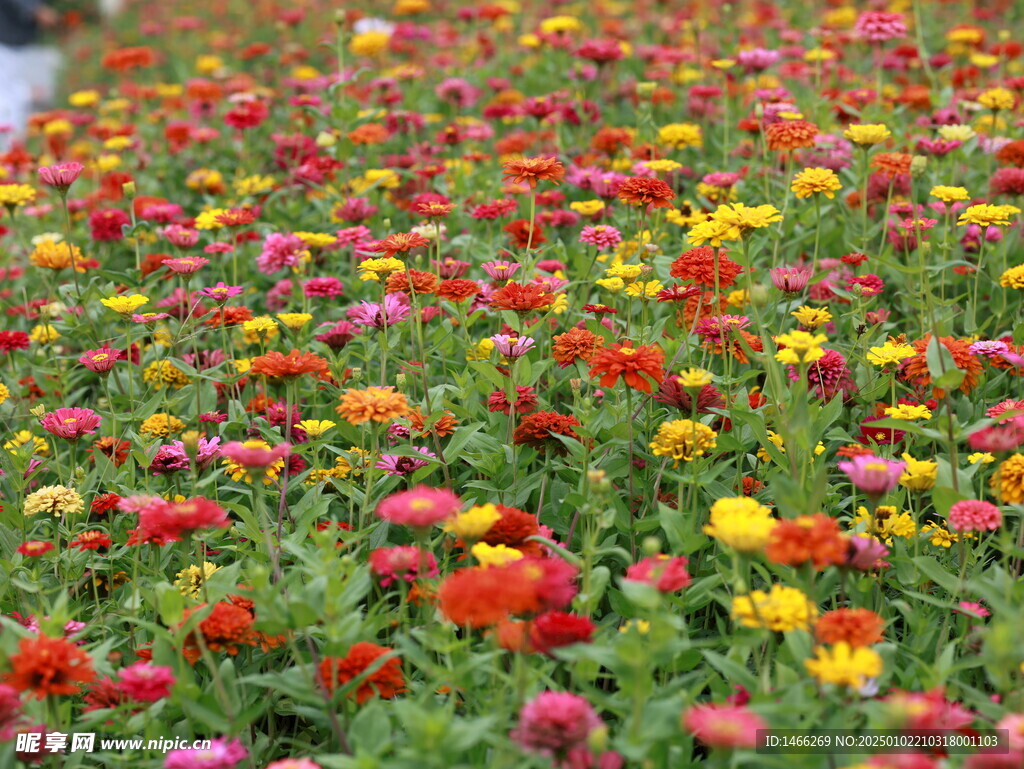 花背景