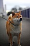 柴犬