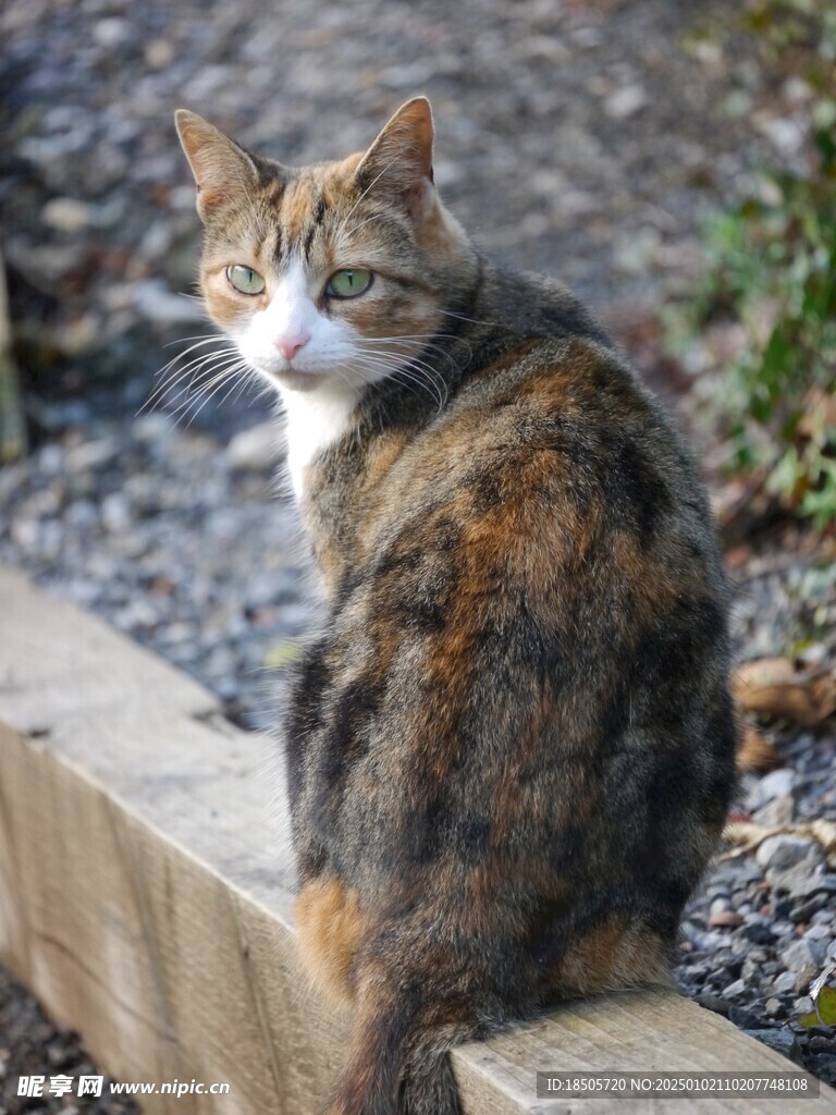 猫