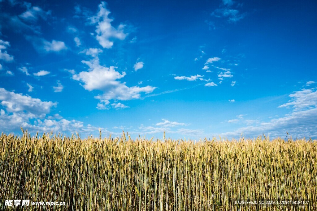 天空 麦田