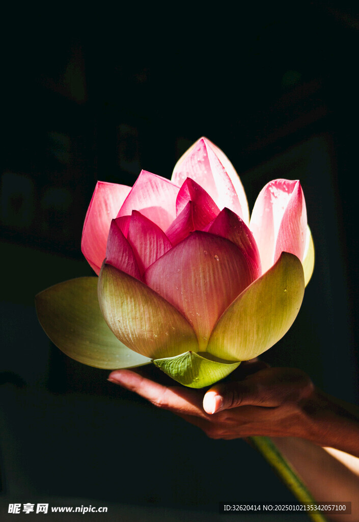 荷花