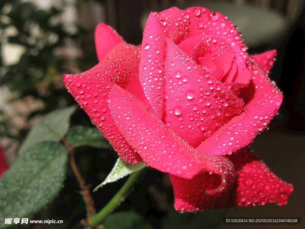 月季花