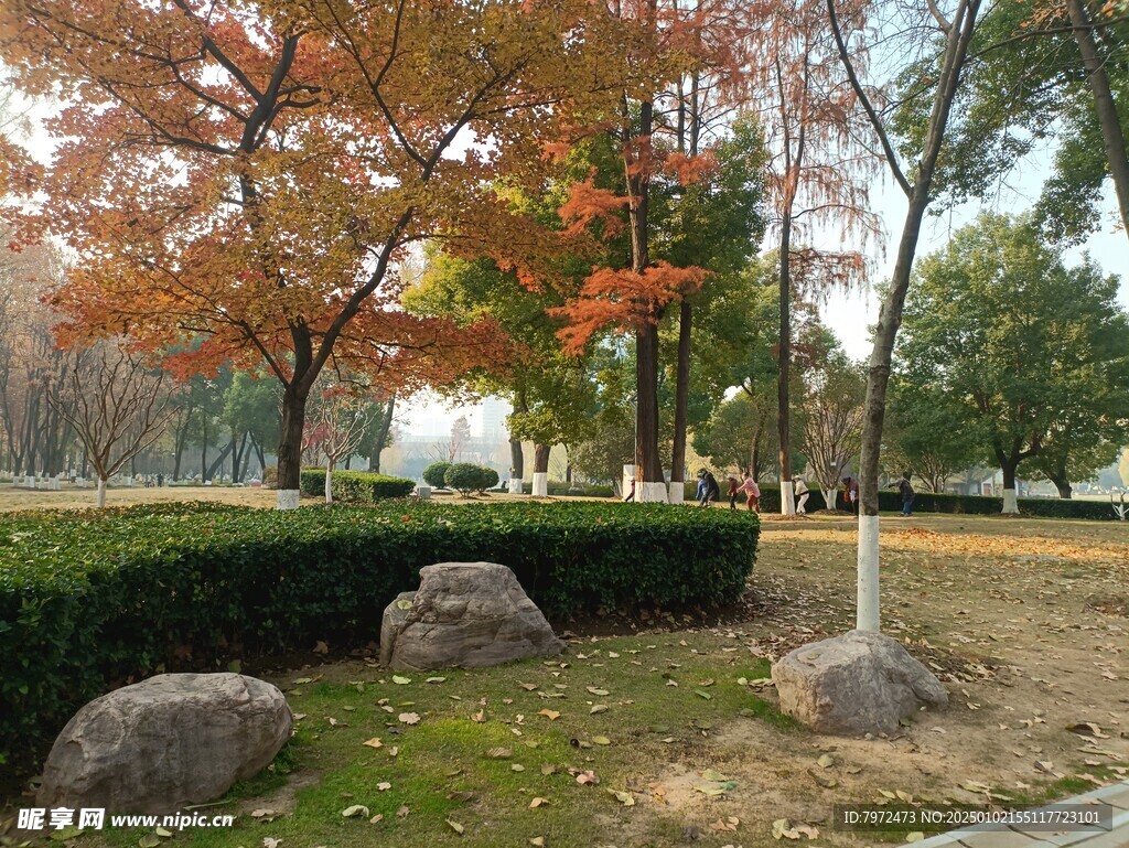 绿化景观