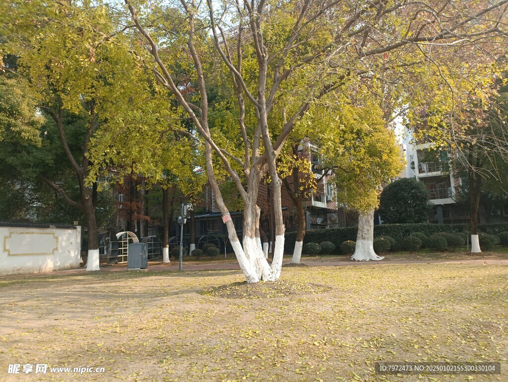 绿化景观