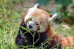 小熊猫