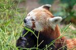 小熊猫 