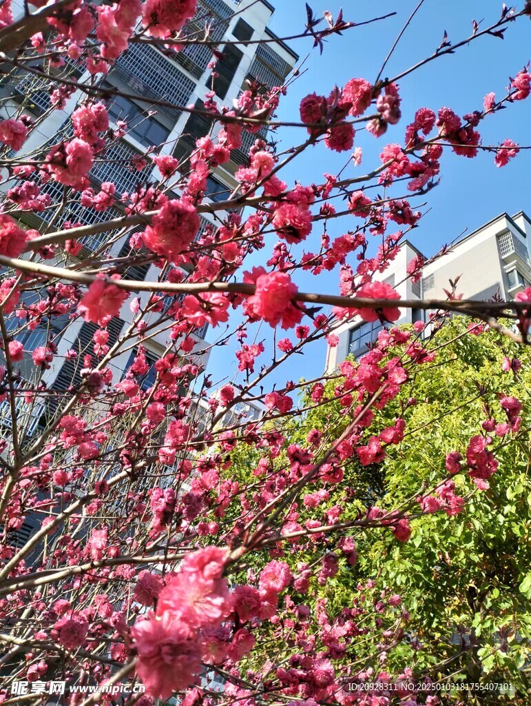 红梅