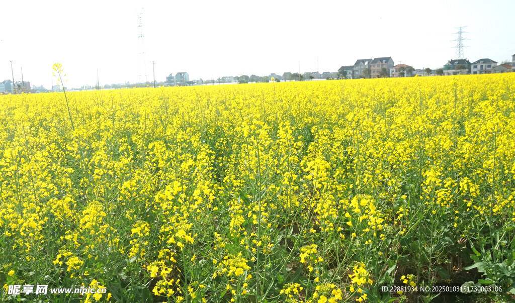 油菜花基地