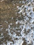 雪