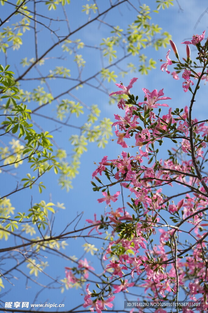 攀枝花