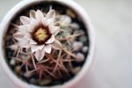 仙人球开花