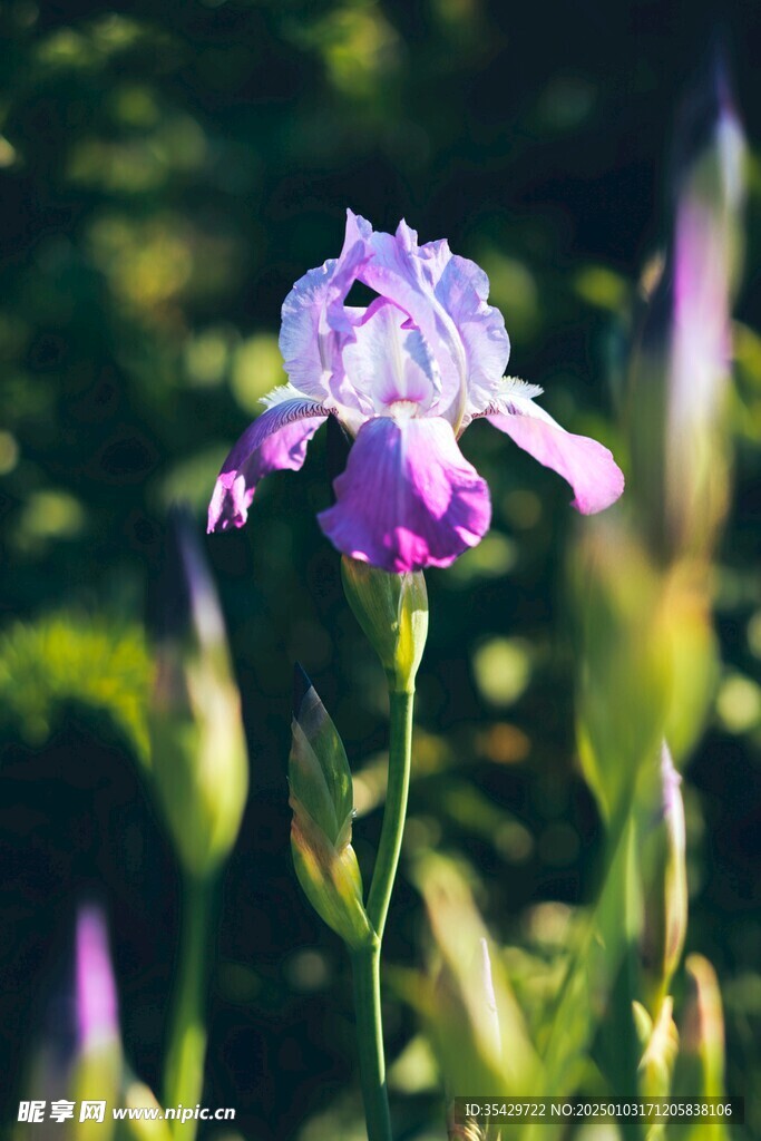 鸢尾花