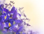 鸢尾花