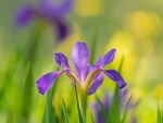 鸢尾花